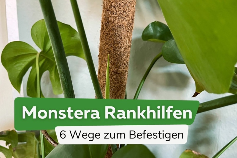 6 Monstera Rankhilfen zum Befestigen: Moosstab & Co