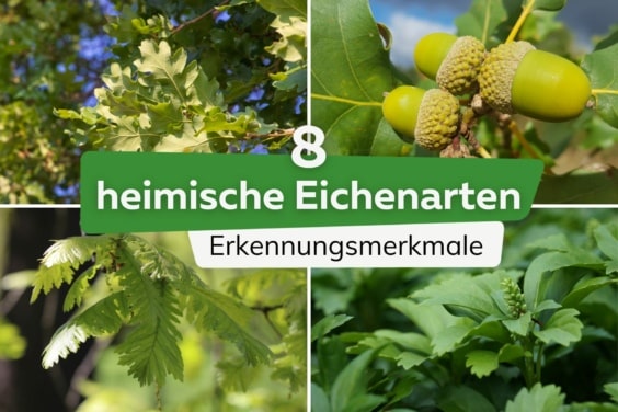 8 heimische Eichenarten bestimmen