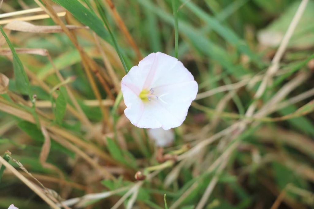 Ackerwinde - Convolvulus arvensis