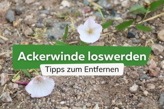 Ackerwinde aus Rasen und Garten entfernen