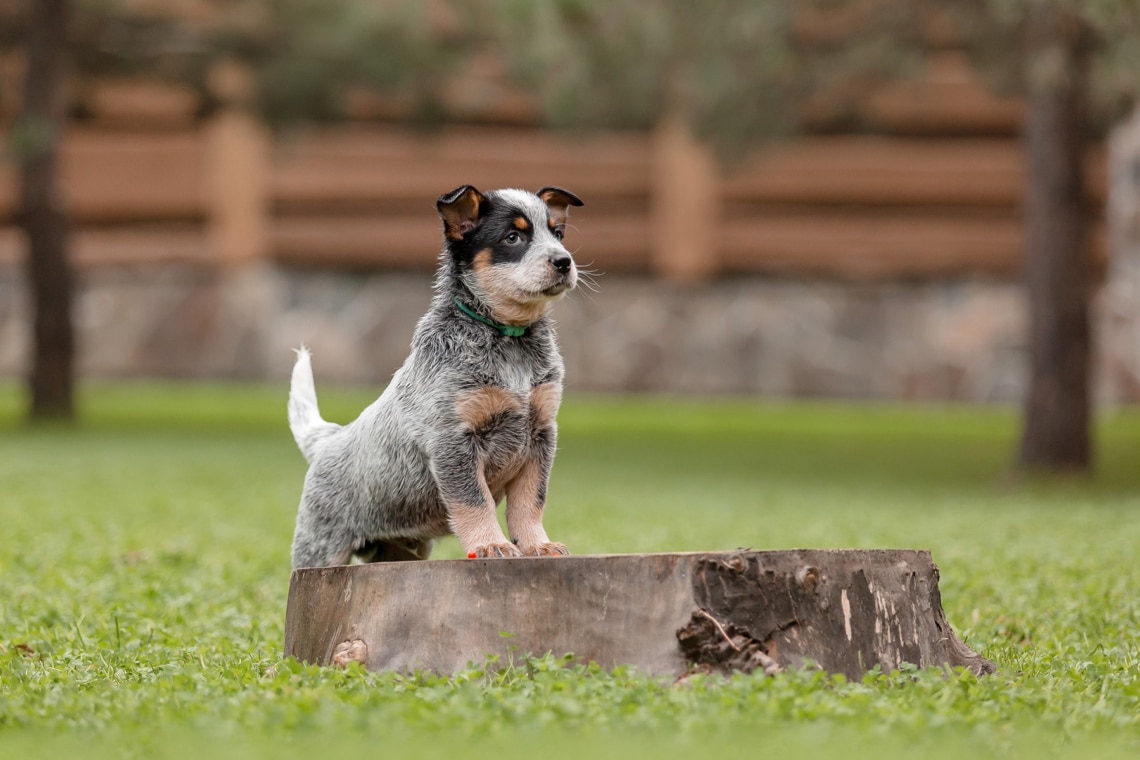 Australischer Rinderhund (Blue Heeler) Welpe