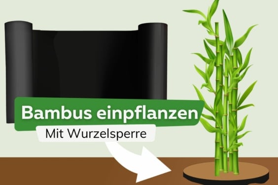 Bambus einpflanzen: die richtige Wurzelsperre