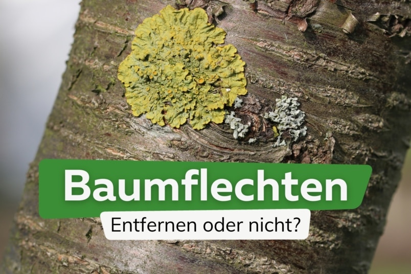 Baumflechten: was tun gegen Flechten an Bäumen?