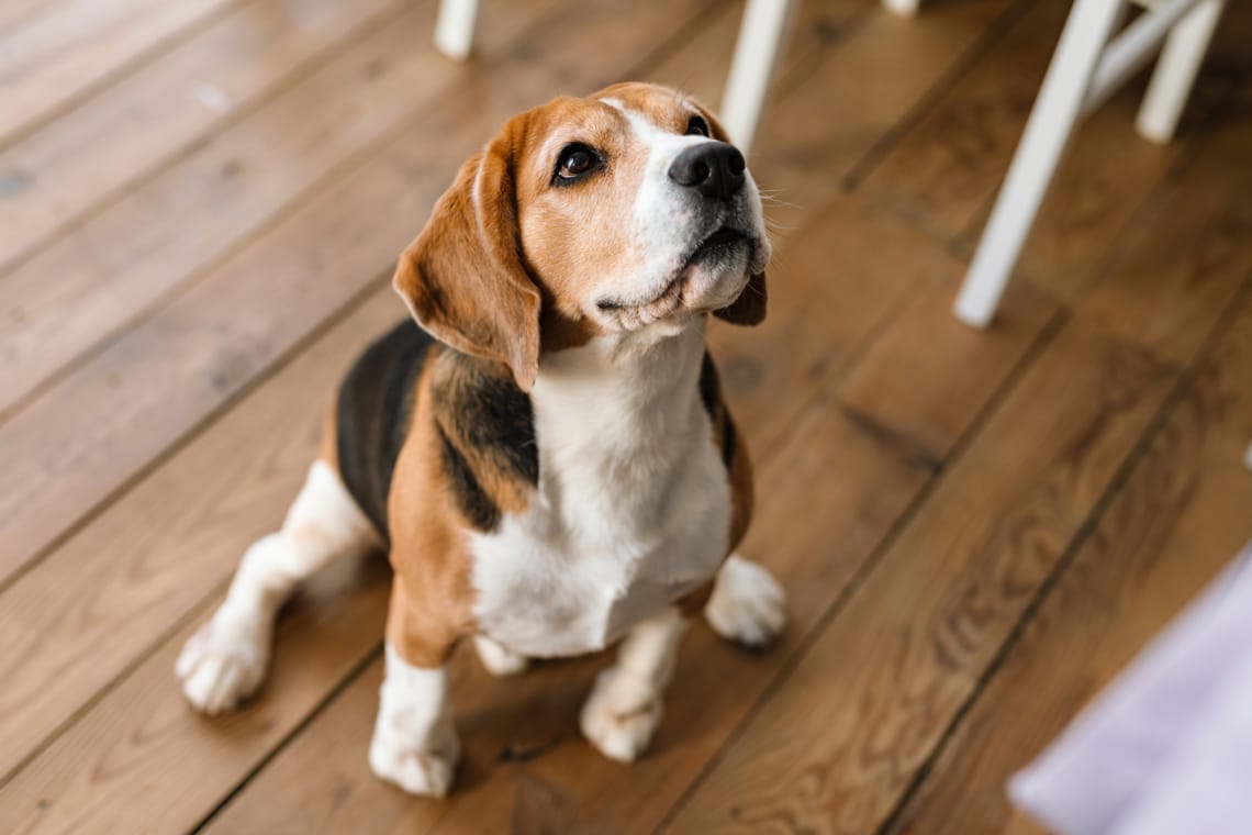 Stehender Beagle