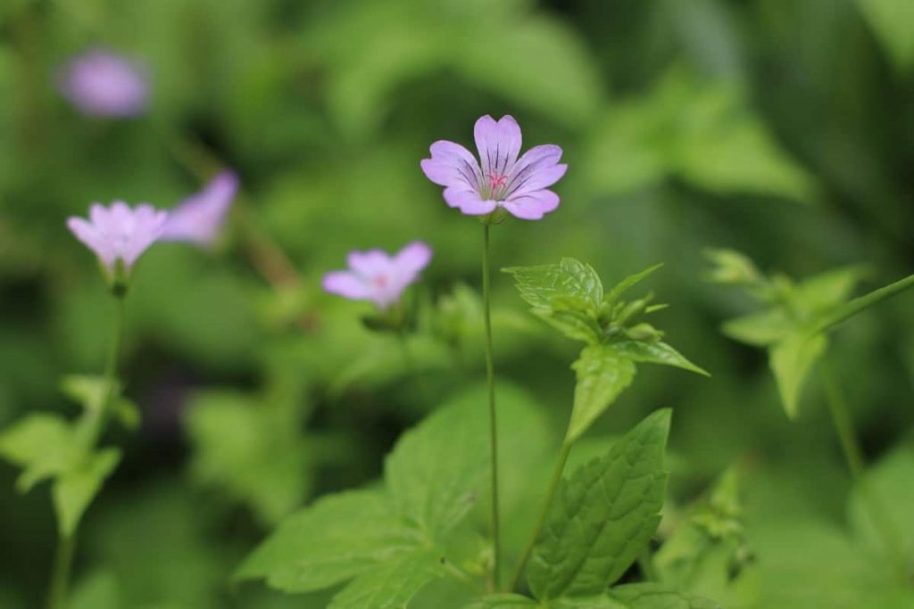 Bergwald-Storchschnabel - Geranium nodosum