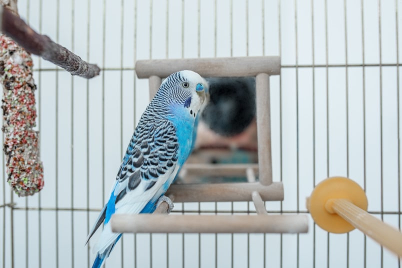 ein blauer Wellensittich in einem Käfig