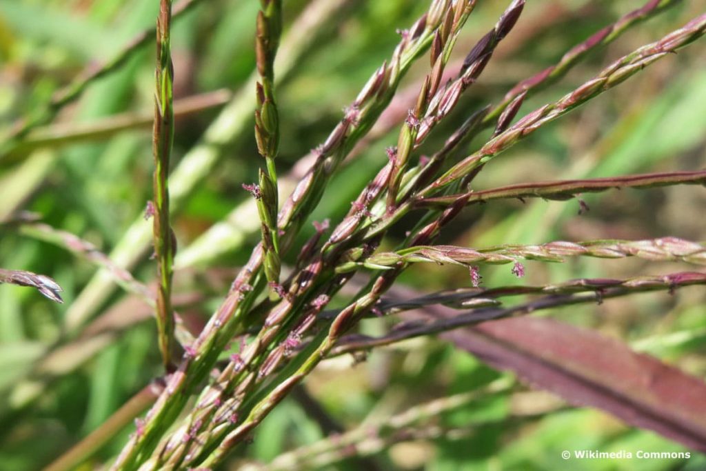 Rasen blüht - Blutrote Fingerhirse (Digitaria sanguinalis)