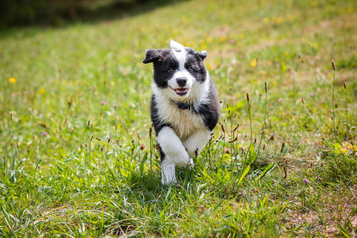 Border Collie Welpe rennend auf einer Wiese