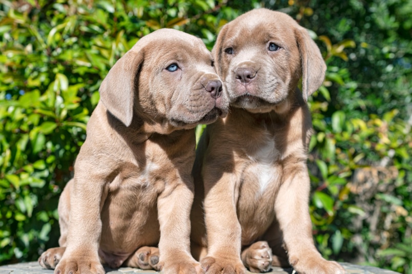 Cane Corso Welpen