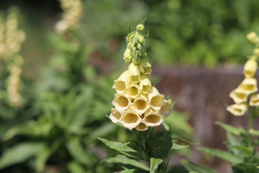 Stauden für Schatten - Eisenhut (Aconitum)