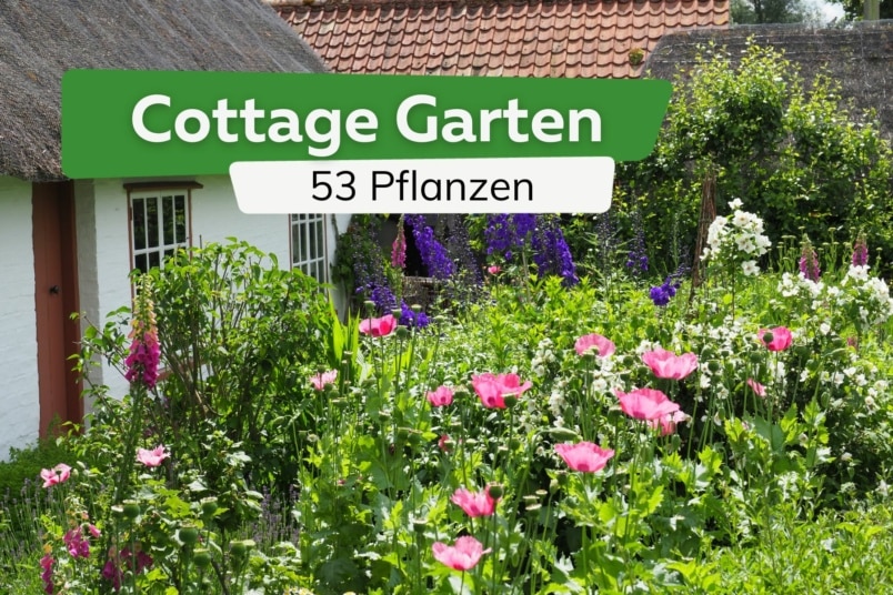 Cottage Garten: 53 Pflanzen mit Pflanzplan