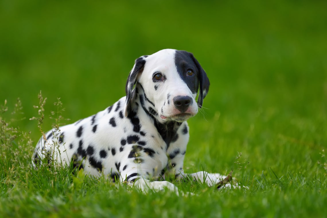 Dalmatiner Hund liegt in der Wiese