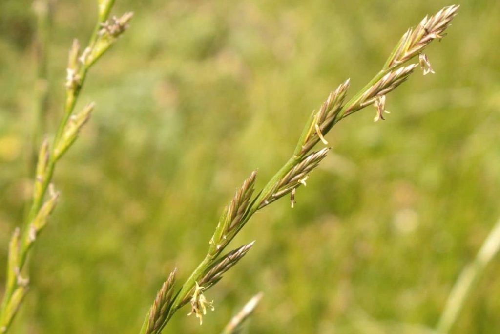 Deutsches Weidelgras - Lolium perenne