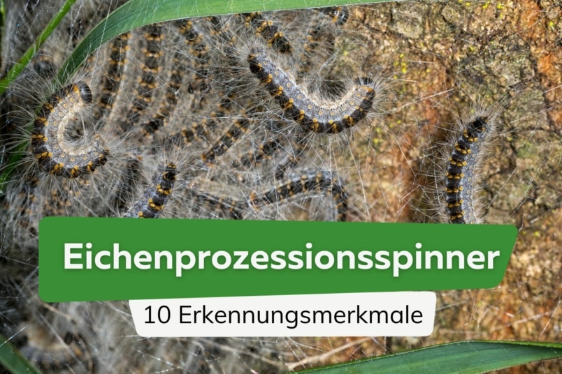 Eichenprozessionsspinner erkennen: 10 Merkmale