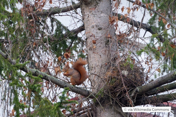 Eichhörnchen auf einem Baum neben seiner Kobel