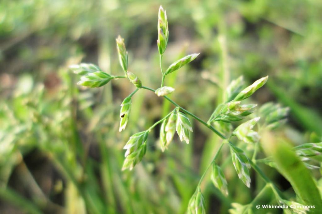 Einjähriges Rispengras - Poa annua