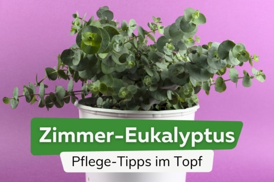 Eukalyptus als Zimmerpflanze: 6 Pflege-Tipps