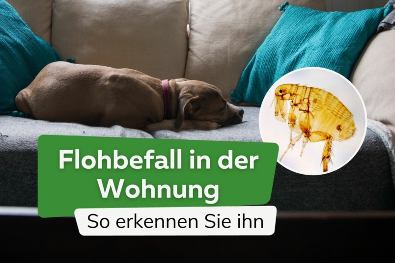 Flöhe und Flohlarven in der Wohnung erkennen