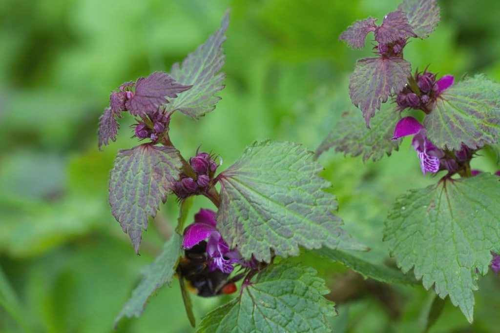 Gefleckte Taubnessel - Lamium maculatum