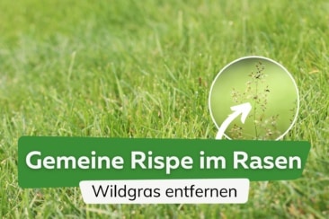 Gemeine Rispe im Rasen: was tun gegen Wildgras?