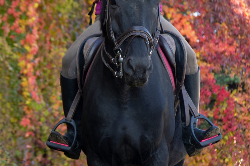 gesatteltes schwarzes Pferd mit Reiter