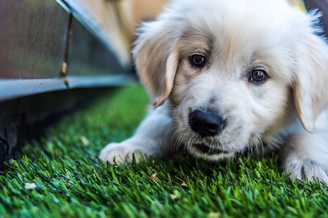 Golden Retriever Welpe