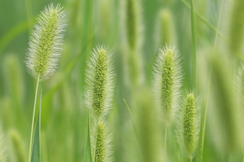 Grüne Borstenhirse - Setaria viridis