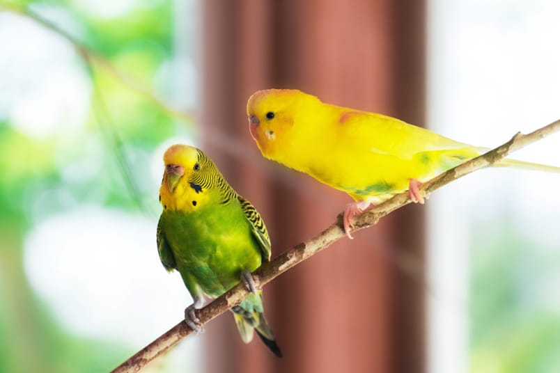 Grüner und gelber Wellensittich