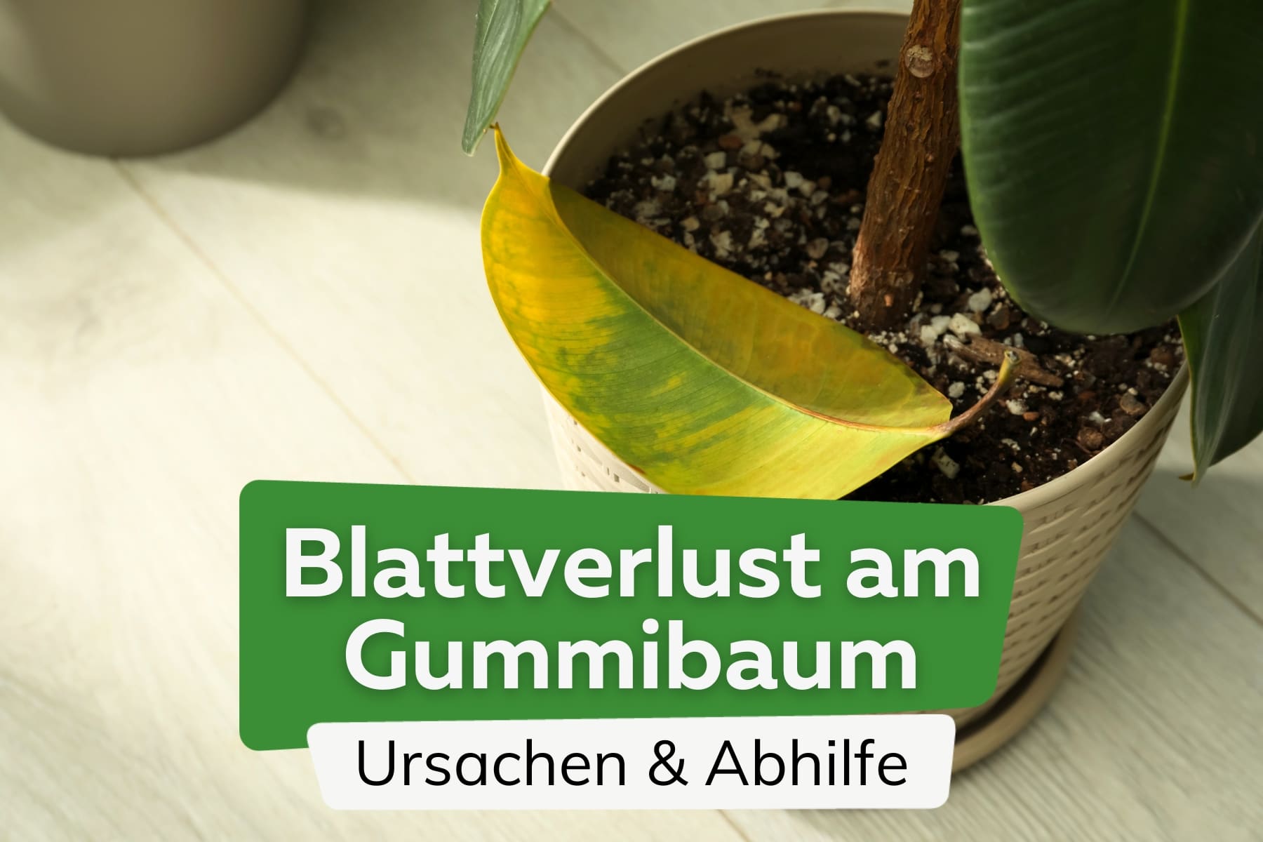 Gummibaum verliert immer mehr Blätter: was tun?