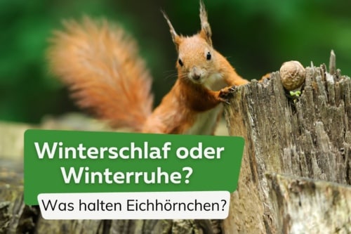 Halten Eichhörnchen Winterschlaf oder Winterruhe?