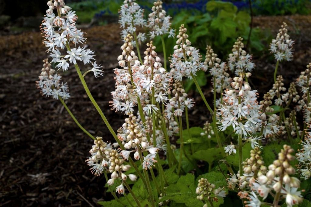 Herzblättrige Schaumblüte - Tiarella cordifolia