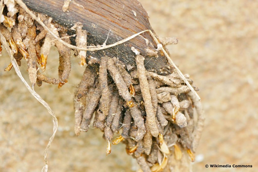 Hornmotte - Ceratophaga vastella