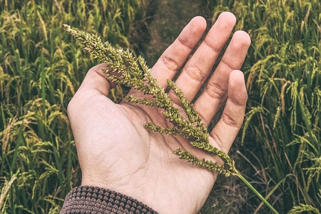 Hühnerhirse - Echinochloa crus-galli