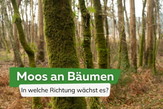 In welche Himmelsrichtung wächst Moos an Bäumen?