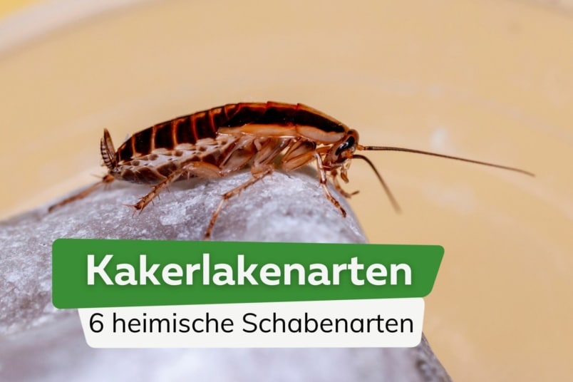 Kakerlakenarten: 6 heimische Schabenarten