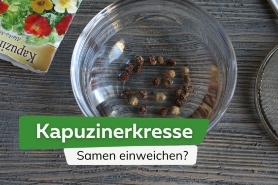 Kapuzinerkresse: Samen vor Aussaat einweichen?