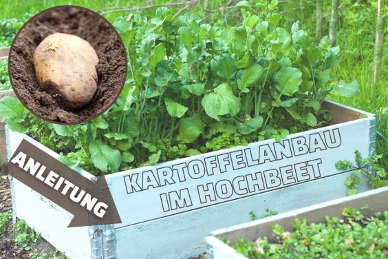 Kartoffeln im Hochbeet anbauen