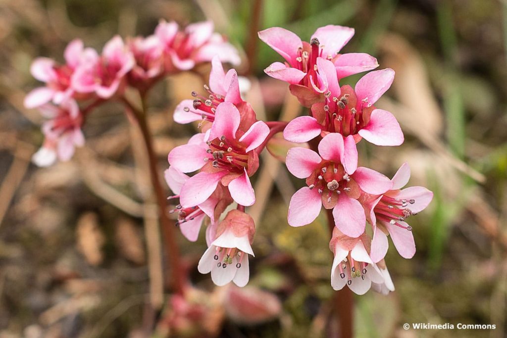 Kaschmir-Bergenie (Bergenia ciliata), Bodendecker für saure Böden