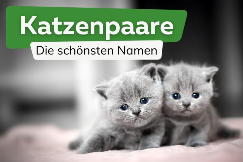 188 beliebte Katzennamen für Pärchen & Geschwister