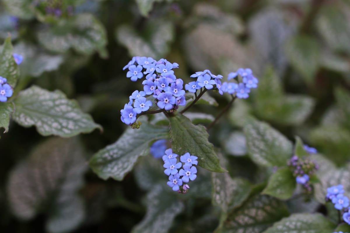 Kaukasusvergissmeinnicht - Brunnera macrophylla