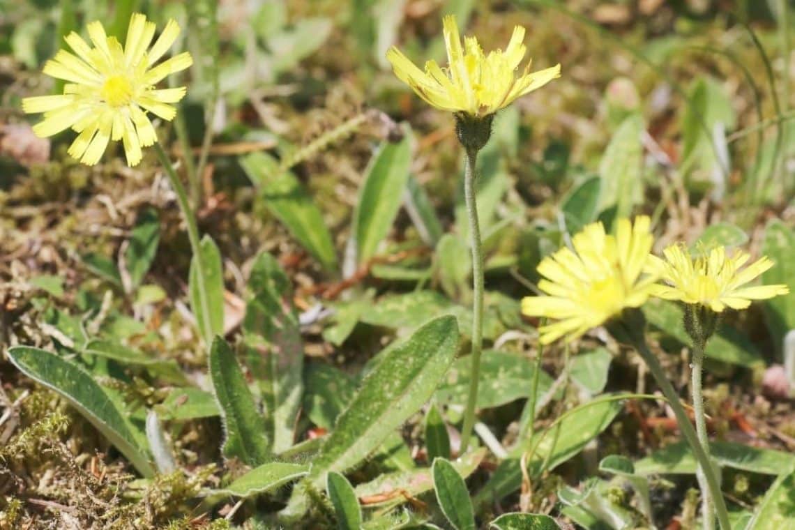 Kleines Habichtskraut - Hieracium pilosella