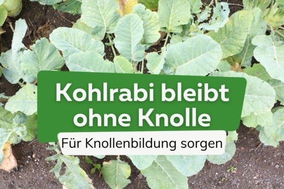 Kohlrabi bildet keine Knolle: was tun?