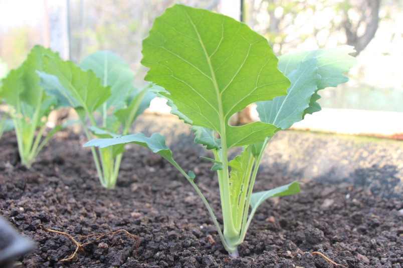 Kohlrabi Pflanzabstand