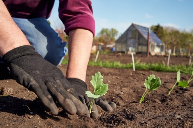 Kohlrabi pikieren Zeitpunkt, Pflanzabstand & Co