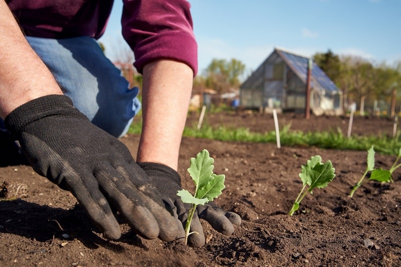 Kohlrabi ins Beet pflanzen