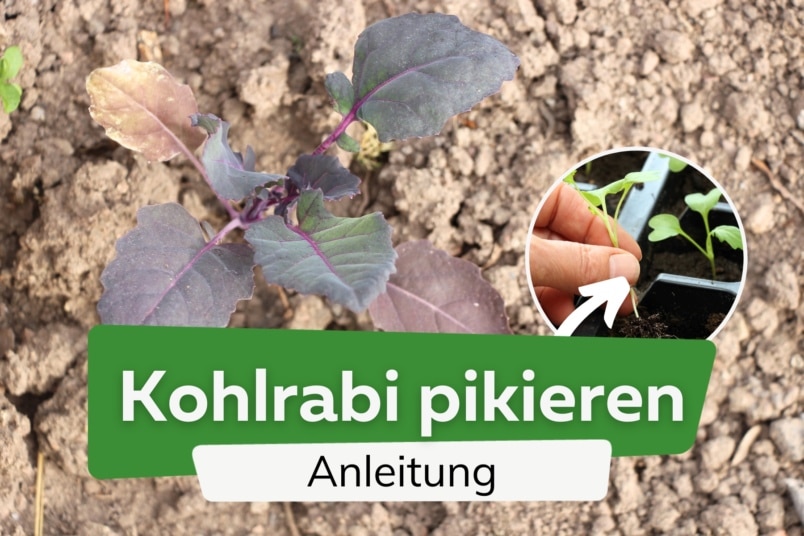 Kohlrabi pikieren