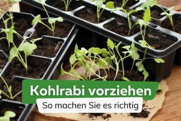 Kohlrabi vorziehen