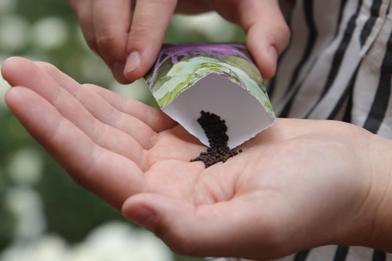 Frau schüttet Tüte mit Kohlrabisamen auf ihrer Handfläche aus