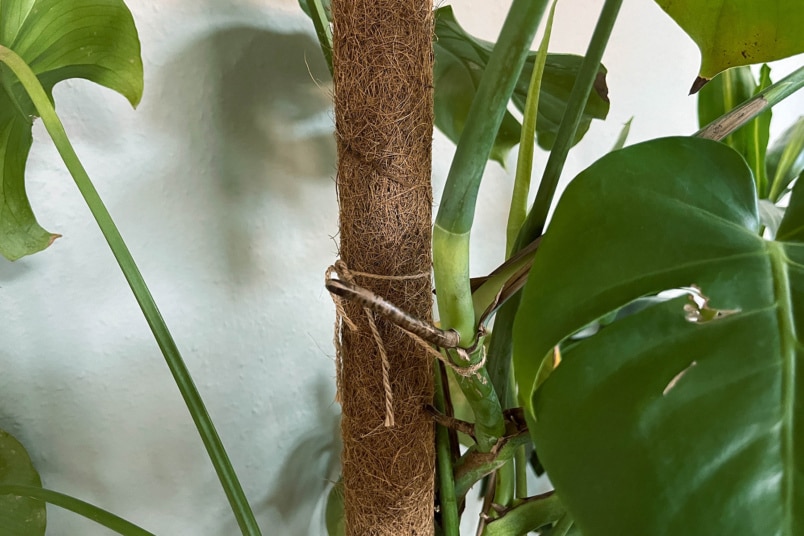 Kokosstab zum Befestigen der Monstera