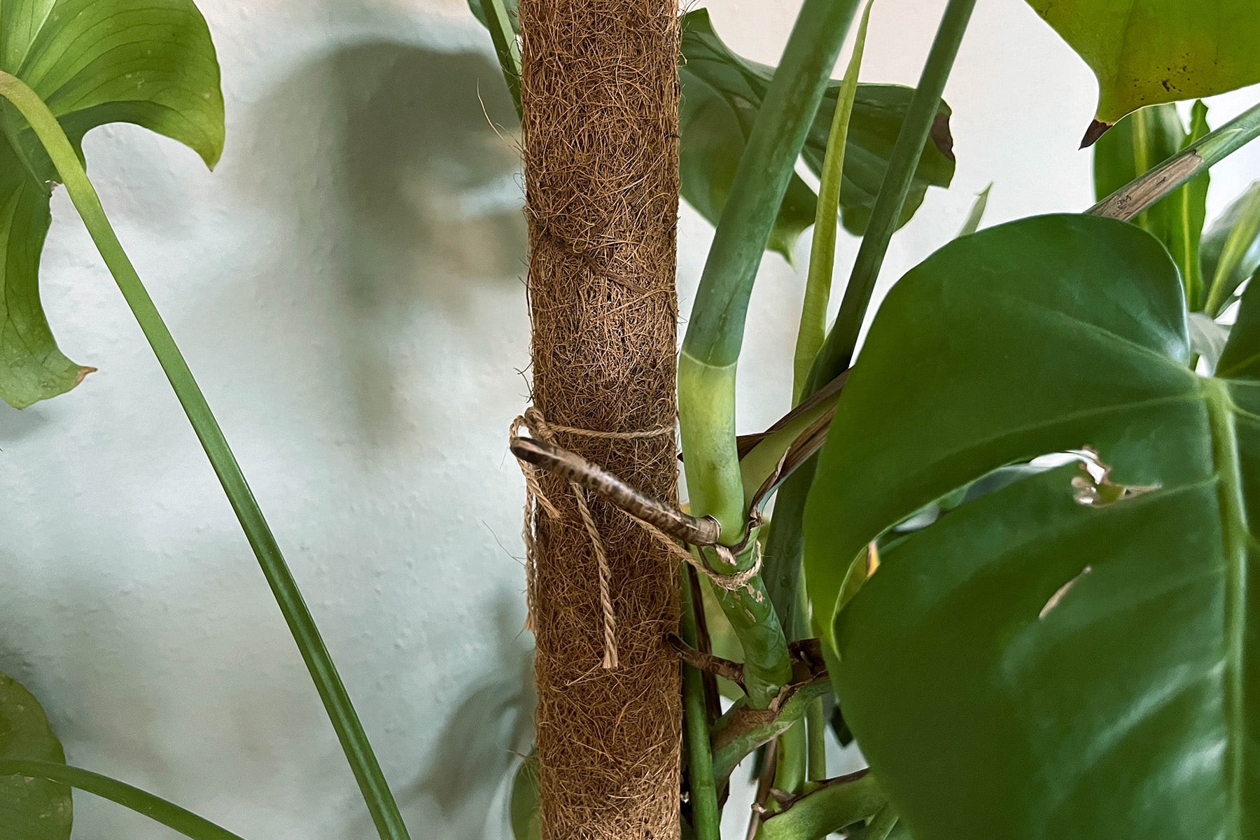 6 Monstera Rankhilfen zum Befestigen Moosstab & Co
